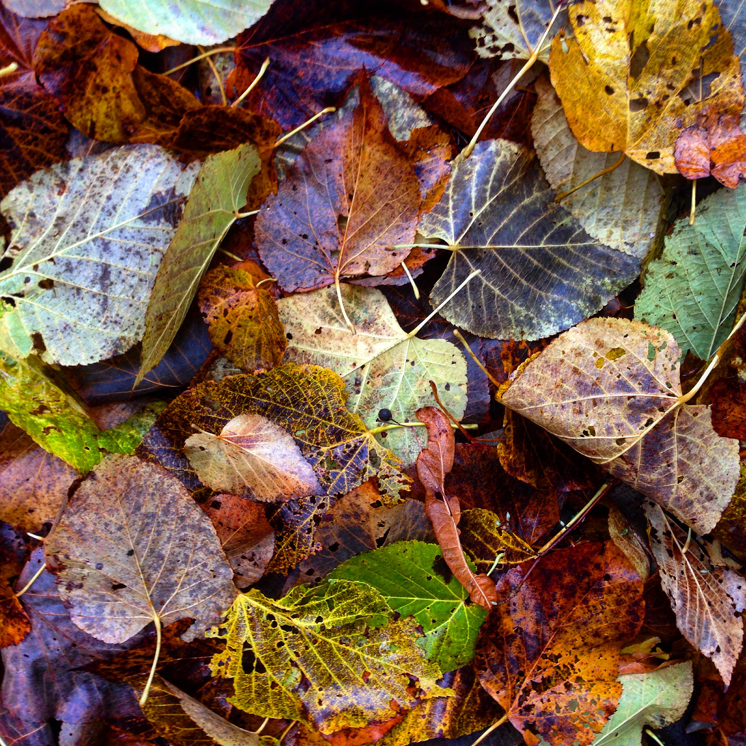 Fallen leaves, Vanderbilt Univ., 2015 (@vutrees)
