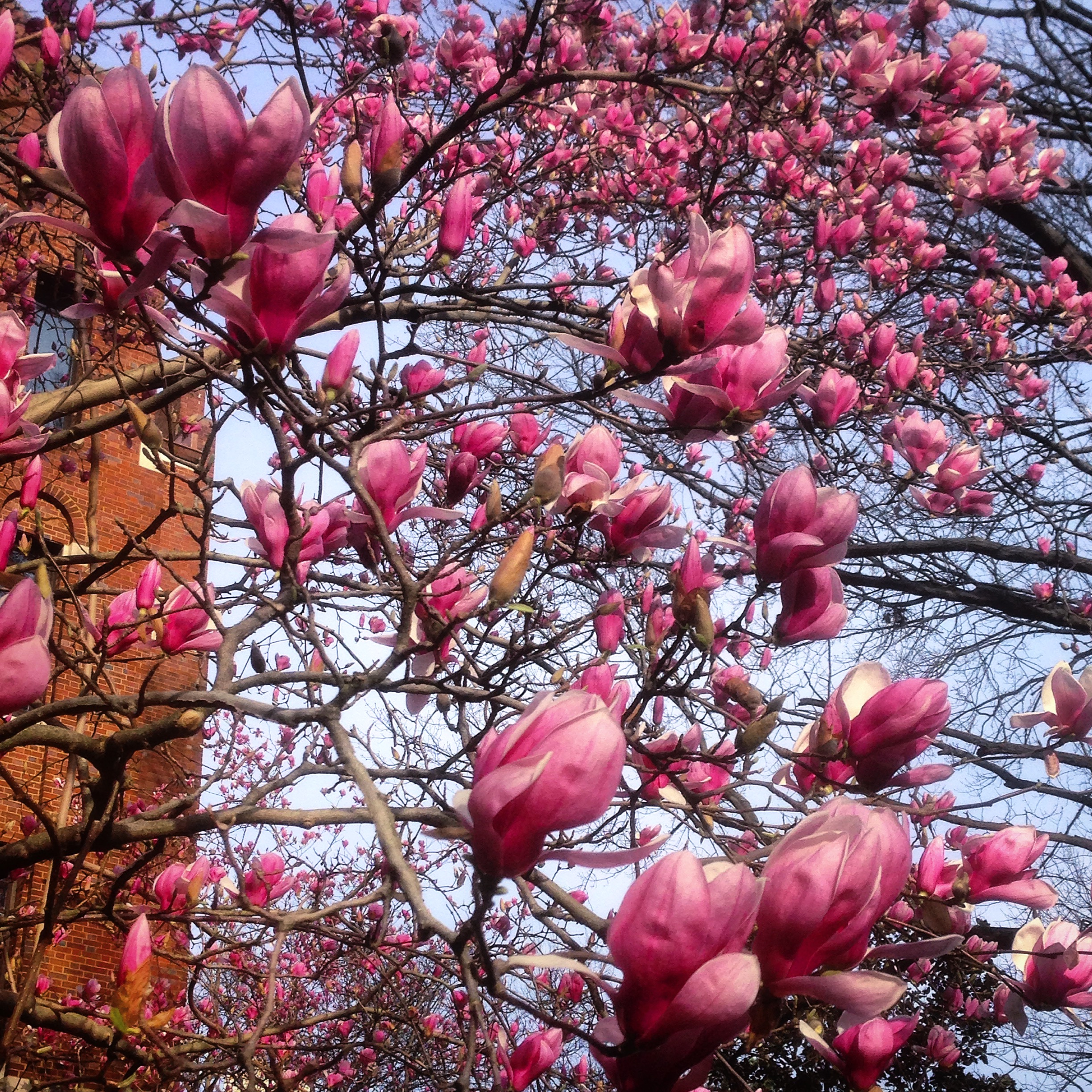 Saucer magnolia, Vanderbilt Univ., 2016 (@vutrees)