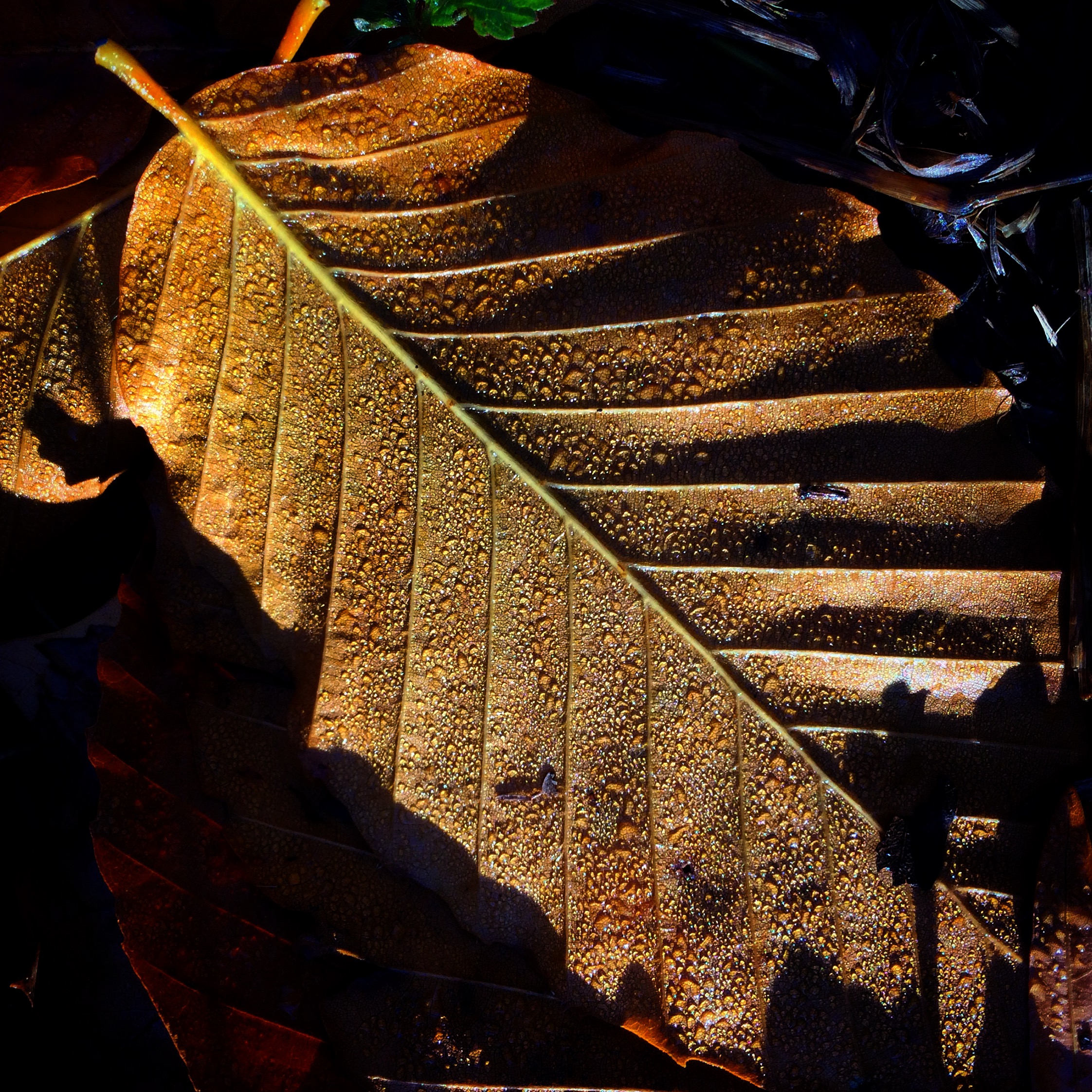 Beech leaf and dew, Vanderbilt Univ., 2015 (@vutrees)
