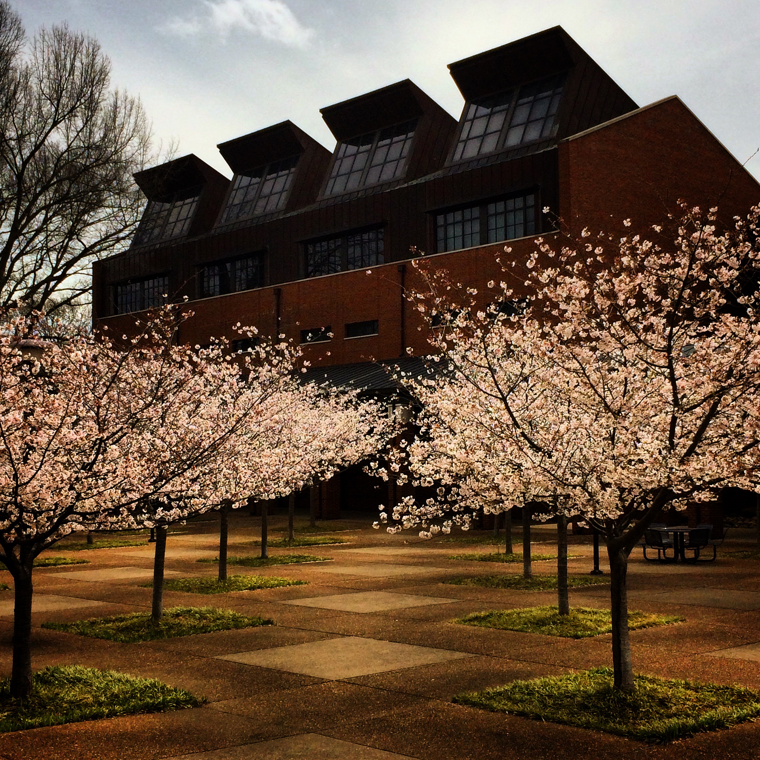 Blooming cherries/Student Life Center courtyard, Vanderbilt Univ., 2018 (@vutrees)