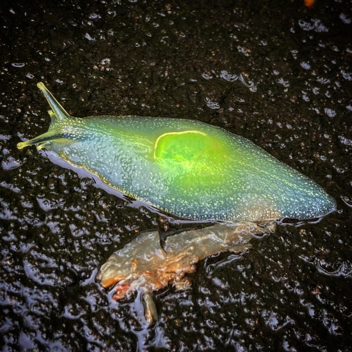 Slug, El Yunque forest, Puerto Rico, 2022