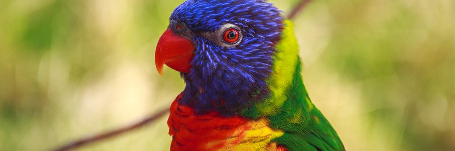 Audubon Core parrot