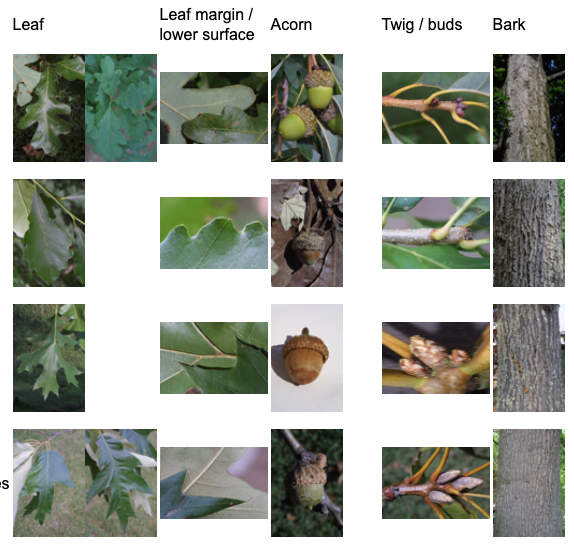 comparison of oak features