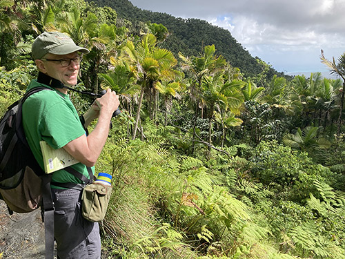 Birding among Sierra palms in the El Yunque rainforest